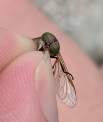 Tabanus nigrovittatus