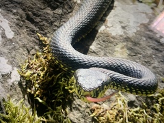 Protobothrops jerdonii