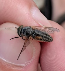 Tabanus nigrovittatus