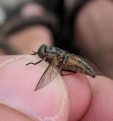 Tabanus nigrovittatus