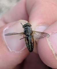 Tabanus nigrovittatus