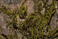 Lembophyllaceae
