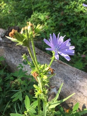 Cichorium intybus