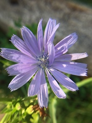 Cichorium intybus