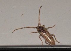 Enaphalodes rufulus