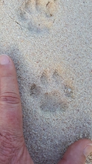 Caracal