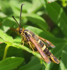 Synanthedon bibionipennis
