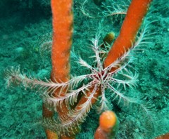 Antedon mediterranea image