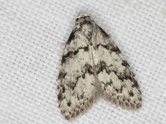 Nola melanogramma