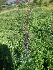 Aconitum plicatum