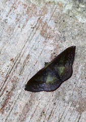 Fascellina meligerys