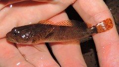 Cottus caeruleomentum