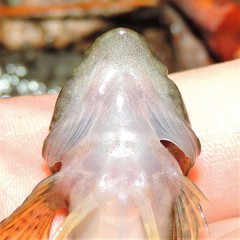 Cottus caeruleomentum