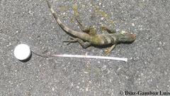 Ctenosaura similis similis