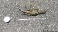 Ctenosaura similis similis