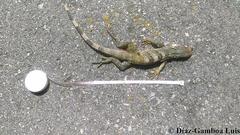 Ctenosaura similis similis