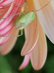 Adelphocoris lineolatus