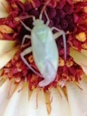 Adelphocoris lineolatus