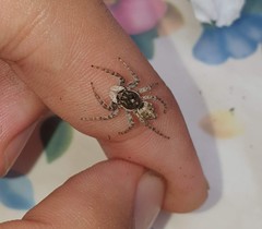 Menemerus semilimbatus