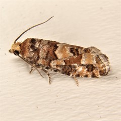 Eucopina