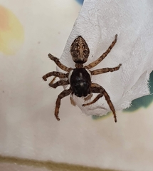 Menemerus semilimbatus