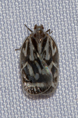 Borysthenes suknanicus