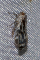 Borysthenes suknanicus