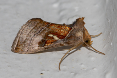 Erythroplusia pyropia