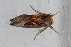 Erythroplusia pyropia