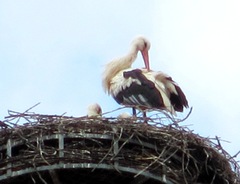 Ciconia ciconia