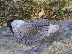 Hamadryas glauconome