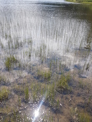 Schoenoplectus torreyi