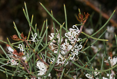 Hakea rostrata