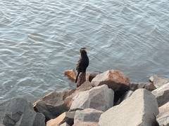 Anhinga novaehollandiae