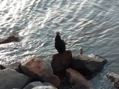 Anhinga novaehollandiae