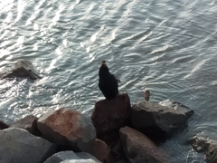 Anhinga novaehollandiae