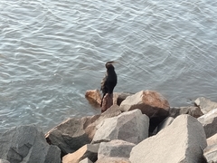 Anhinga novaehollandiae