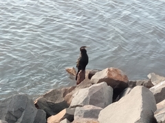 Anhinga novaehollandiae