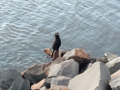 Anhinga novaehollandiae