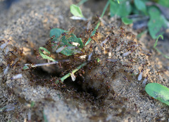 Aphaenogaster longiceps