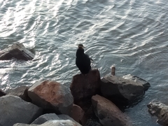 Anhinga novaehollandiae