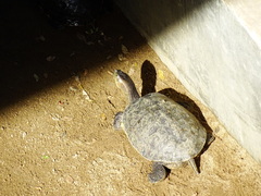 Trachemys grayi