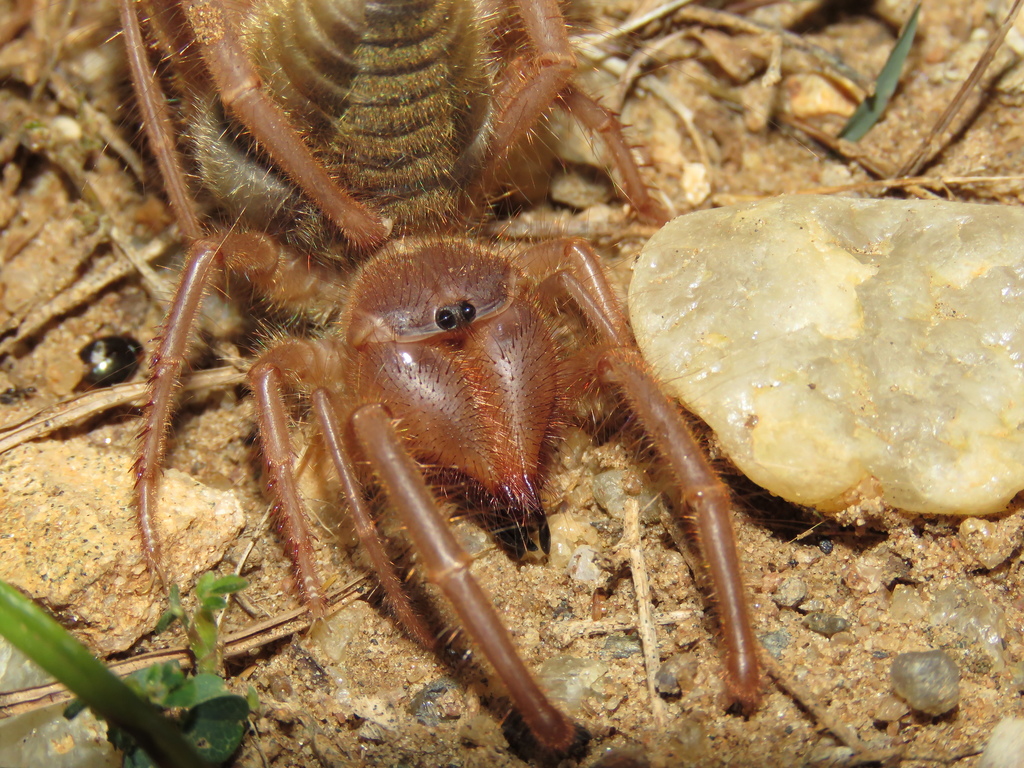Moon Spiders