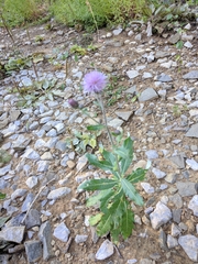 Cirsium arvense vestitum