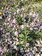 Cirsium arvense vestitum