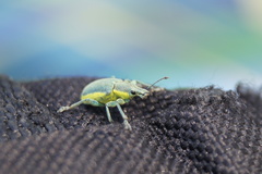 Chlorophanus viridis