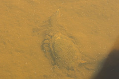 Chelodina oblonga