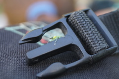 Chlorophanus viridis