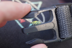 Chlorophanus viridis