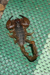 Urodacus macrurus